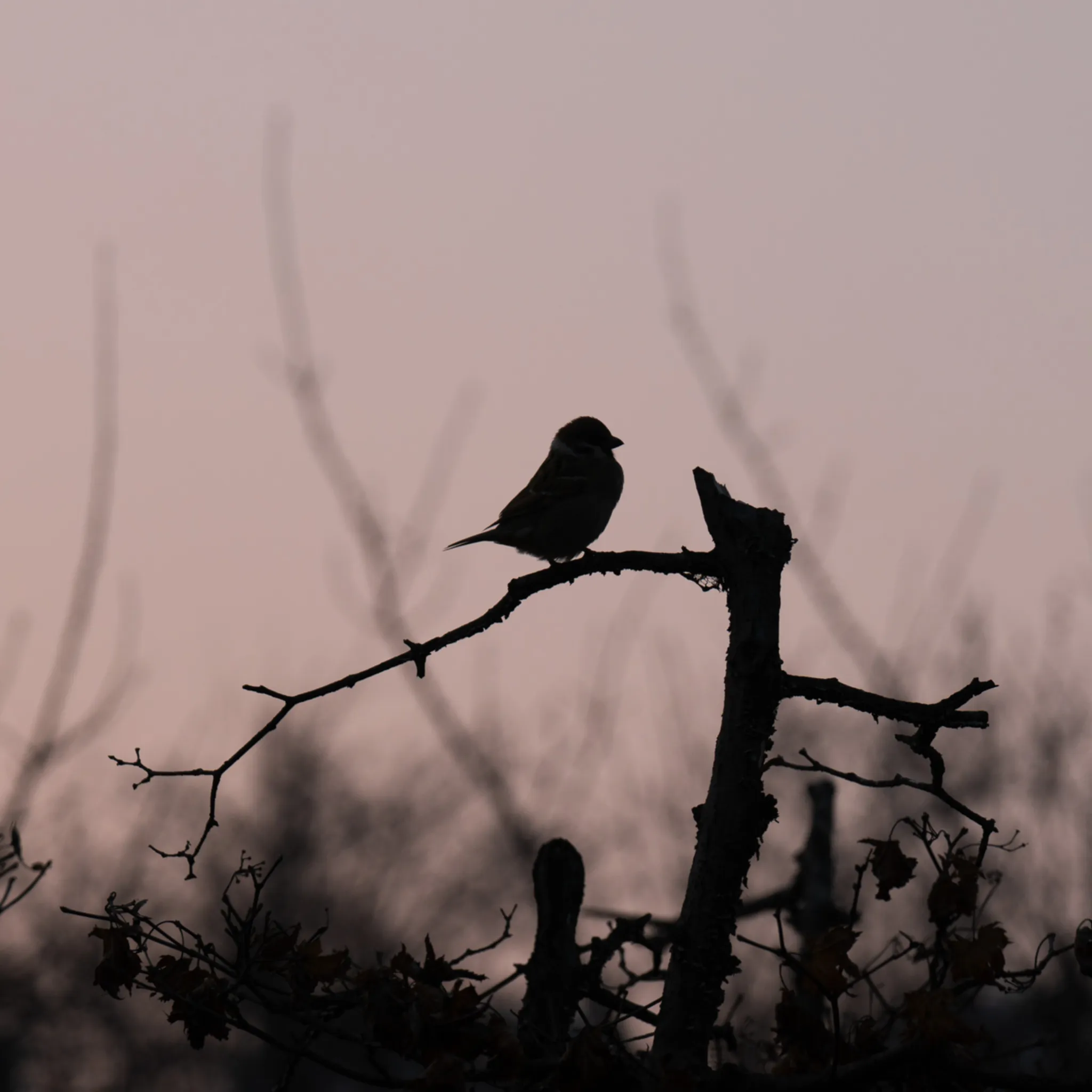 Dusk settles as a sparrow claims its perch. A moment of silhouette.