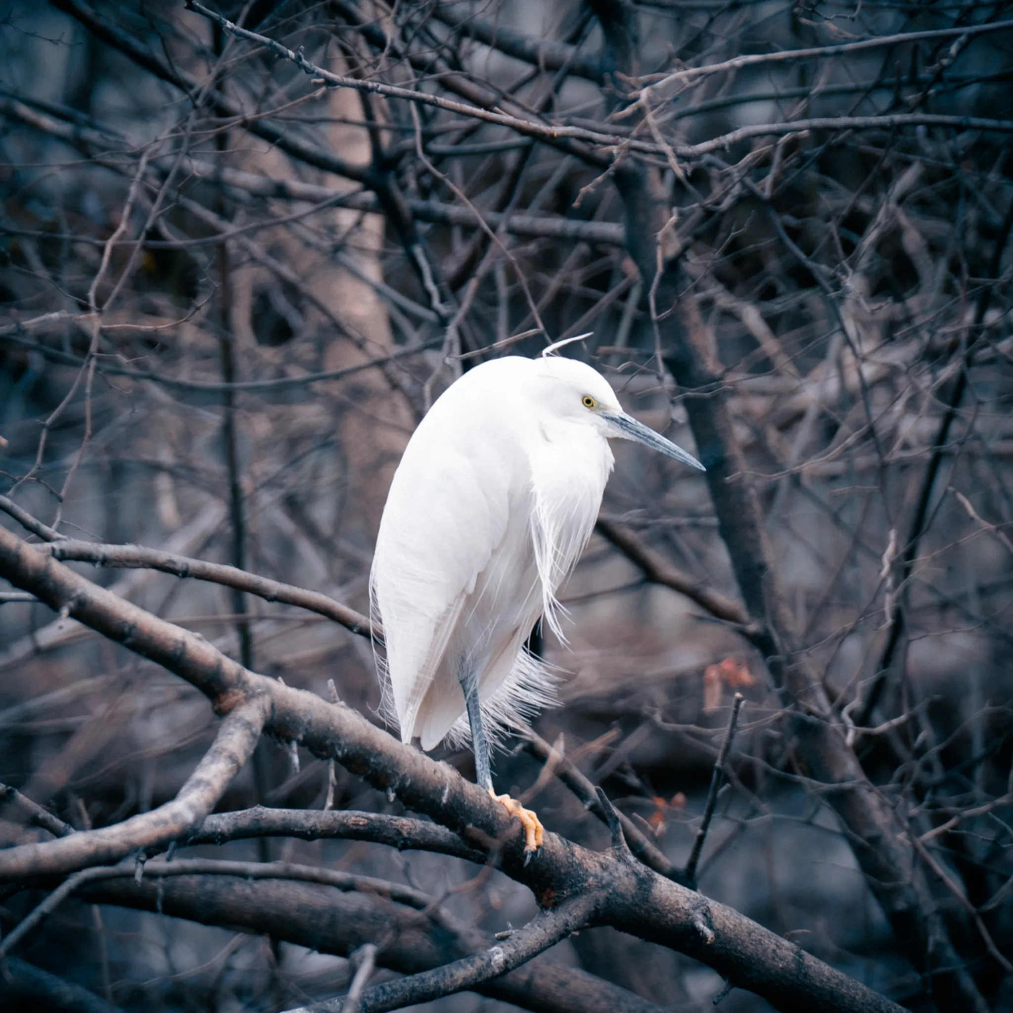 A lone heron spotted in Cheonggyecheon stream, amidst the bustle of Seoul.