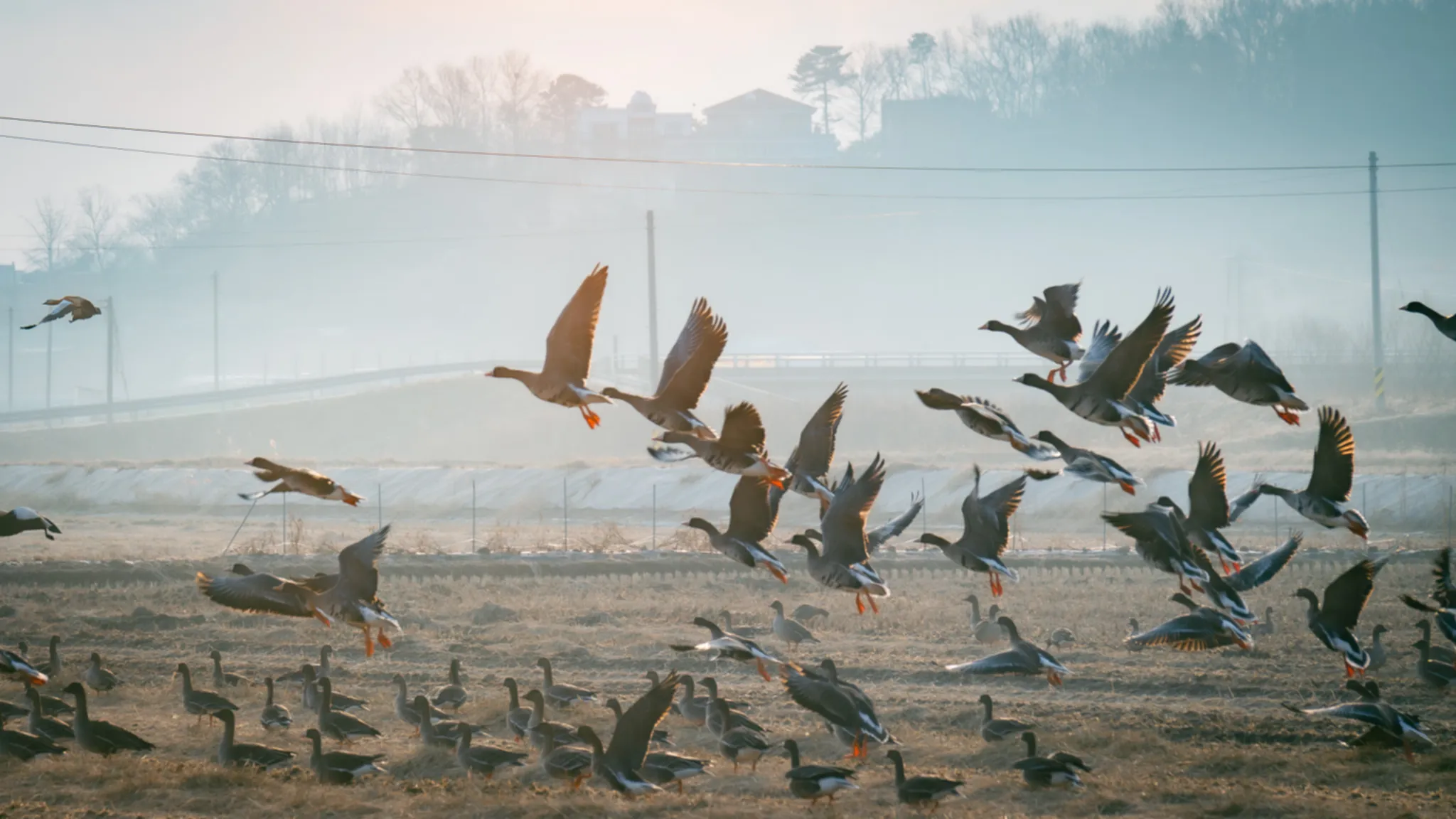 A graceful takeoff of geese over the wetlands of Ganghwa