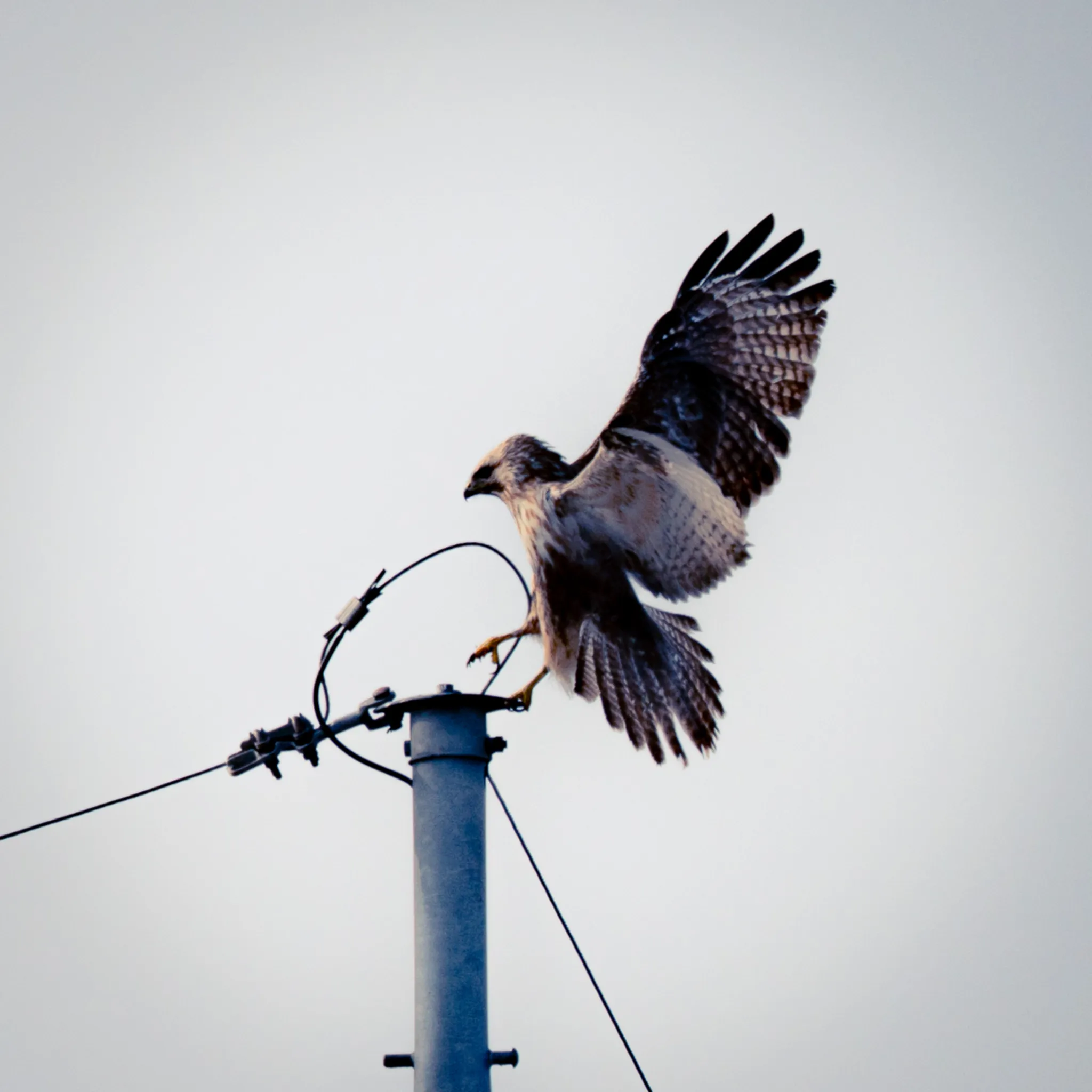 Grace and control mid-air—hallmarks of the common buzzard.