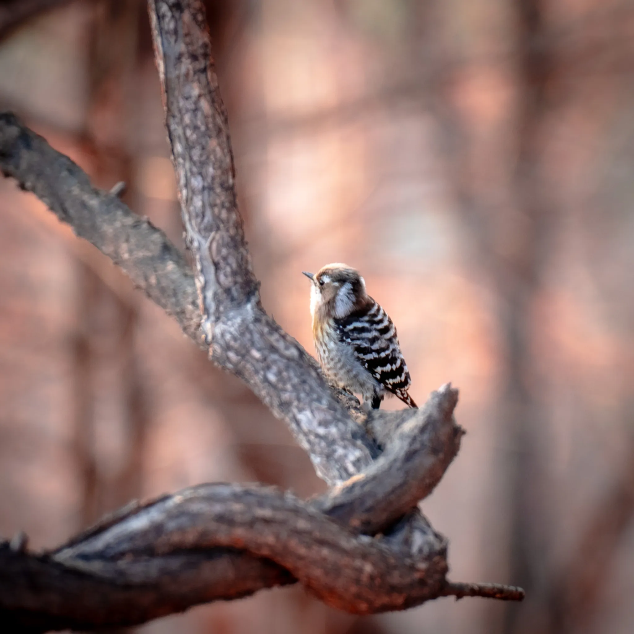 Stillness in the forest, broken only by a gentle peck.