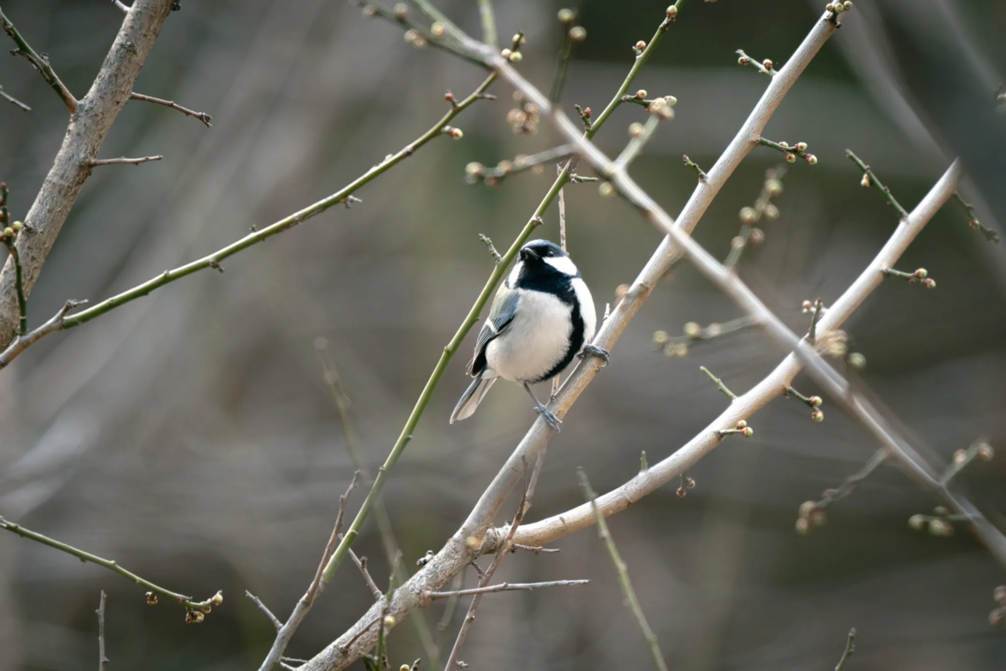 Curiosity in monochrome—perched amidst the first signs of spring.