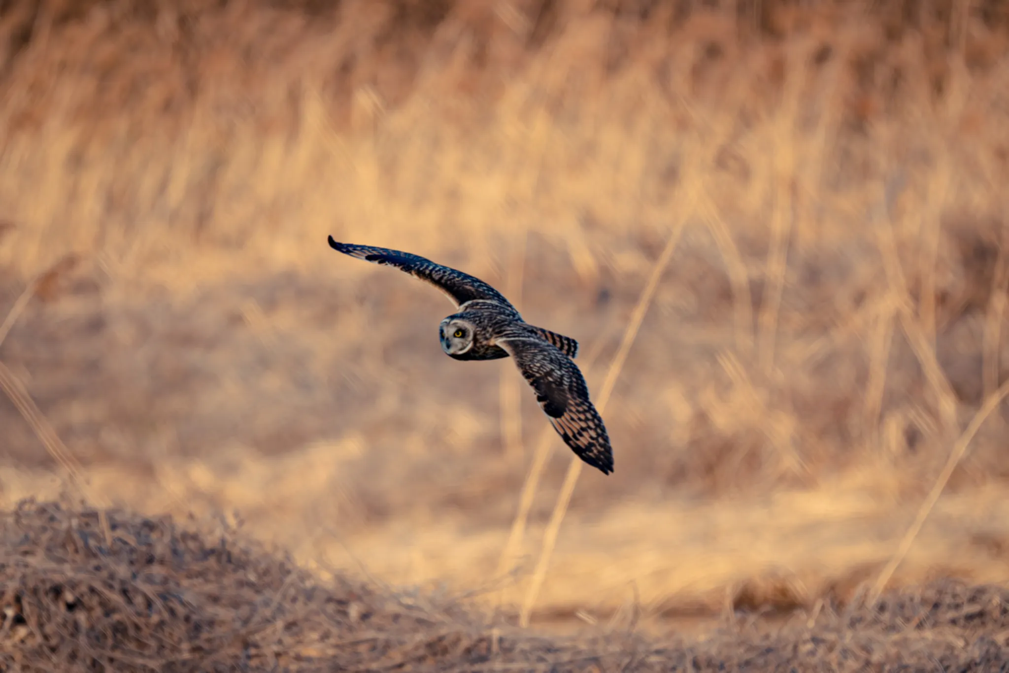 A silent hunter weaving through golden dusk.