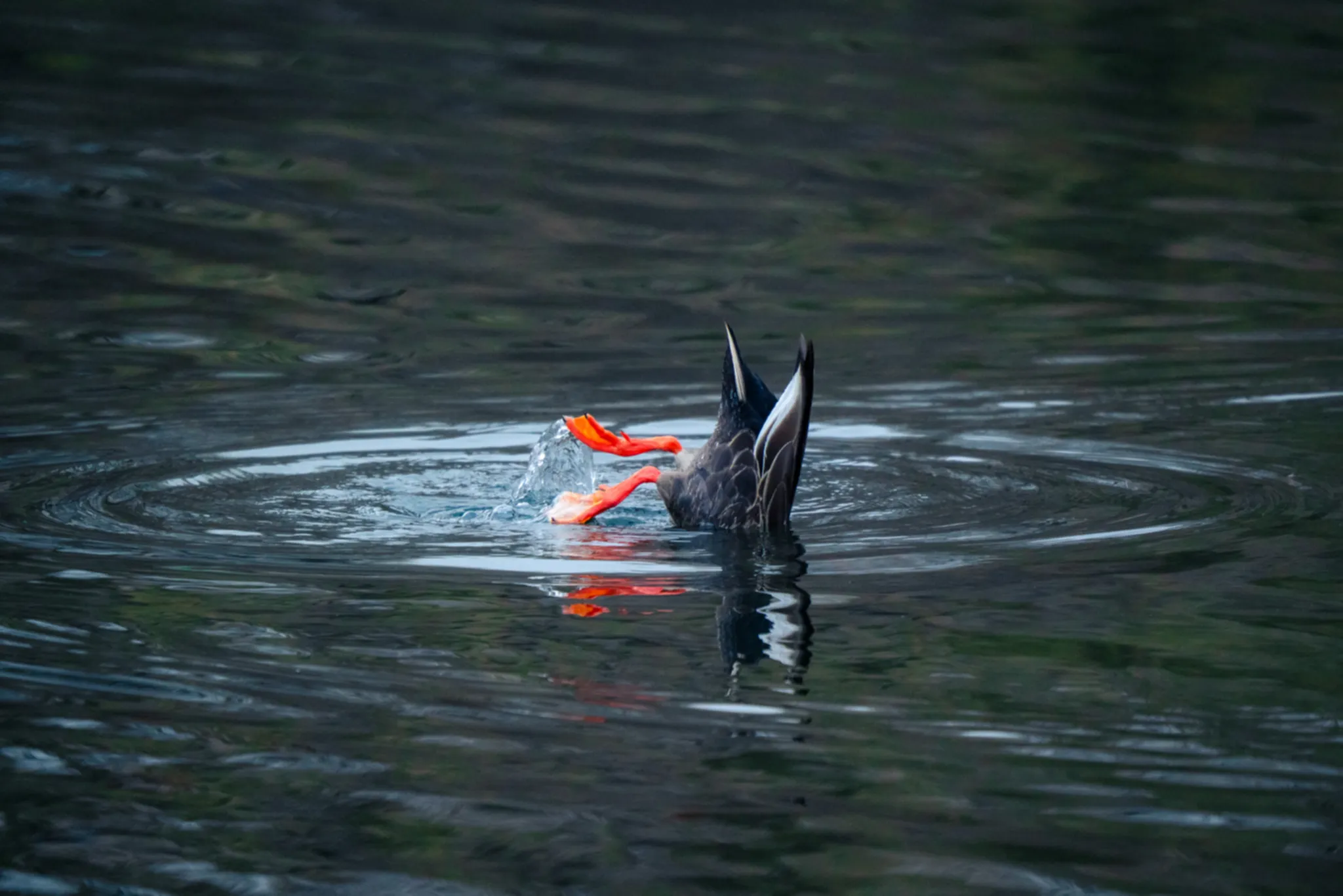 The other side of elegance: a duck’s underwater dive.