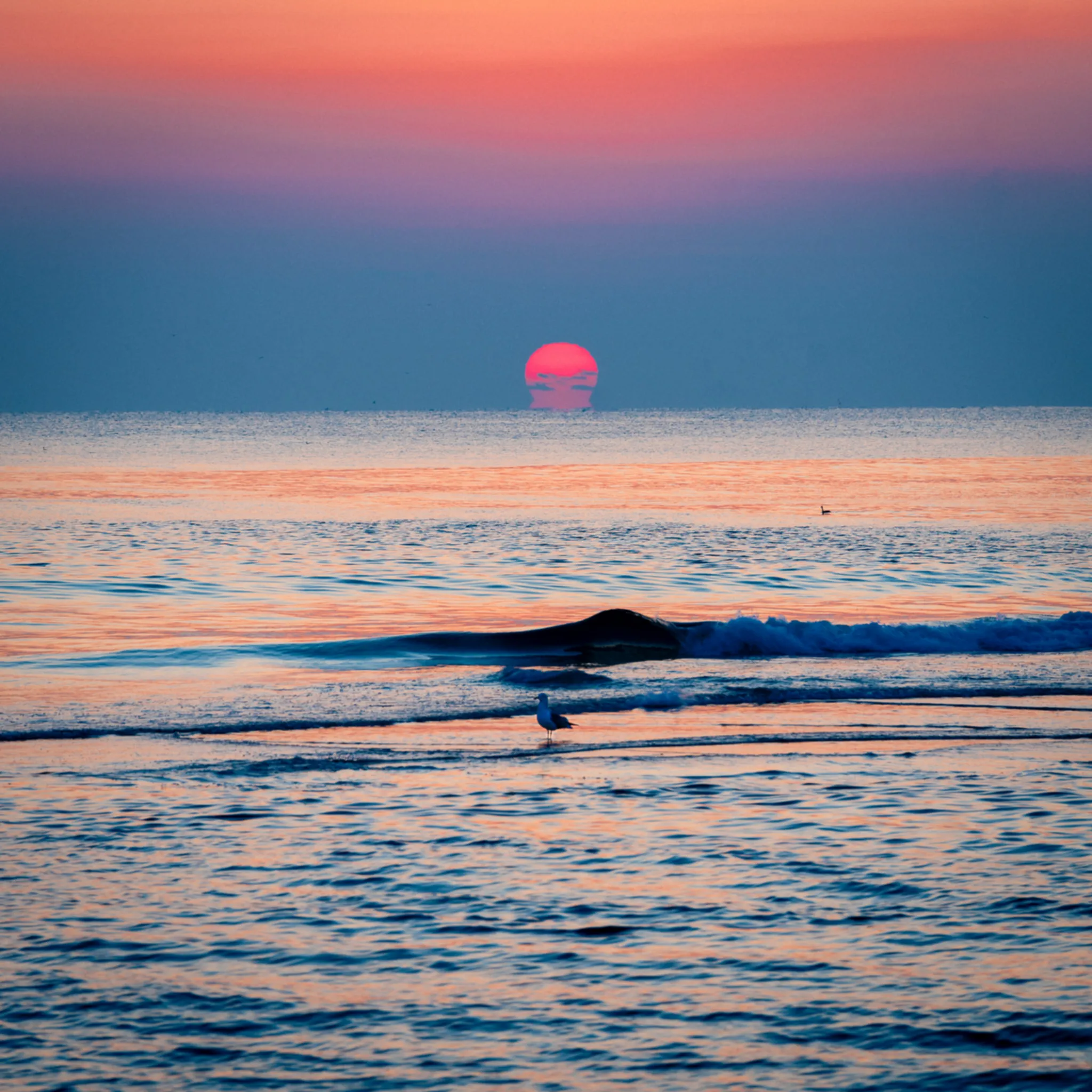 A seagull welcomes the sun’s farewell.